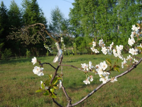 Działka Rzęszyce
