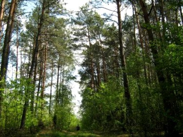 Działka Zglenice-Budy