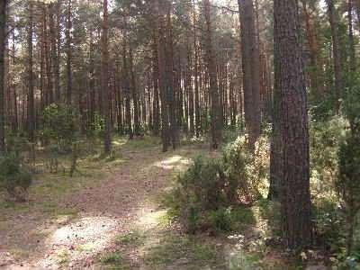 Działka Bielsk Podlaski