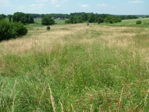 Działka Czernica