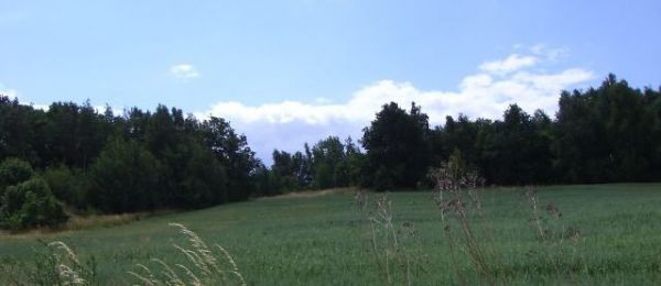 Działka Międzybórz