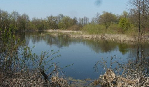 Działka Wołczyny