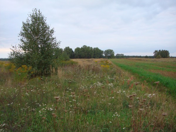 Działka Wieruszów