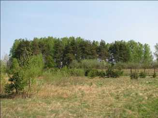 Działka Stary Dzierzgoń