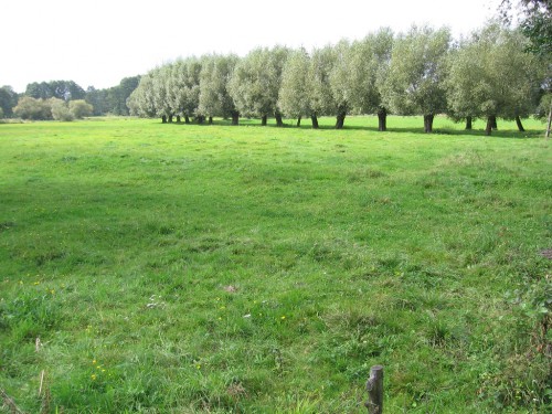 Działka Choiny