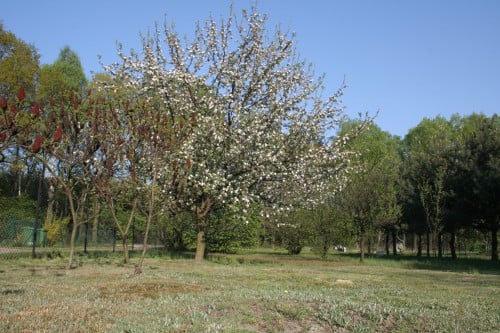 Działka Rybnik