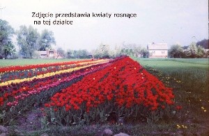 Działka Maków