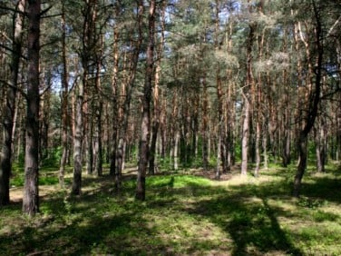 Działka budowlana Józefów