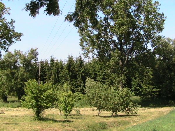 Działka budowlana Korfowe