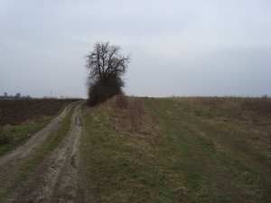 Działka Gryfino