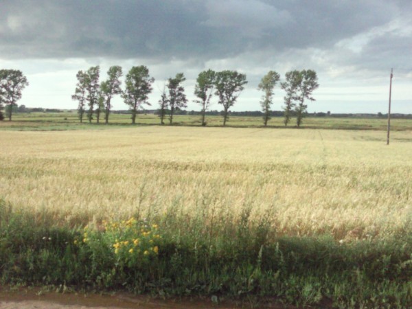 Działka Sadlno