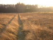 Działka Chojnów