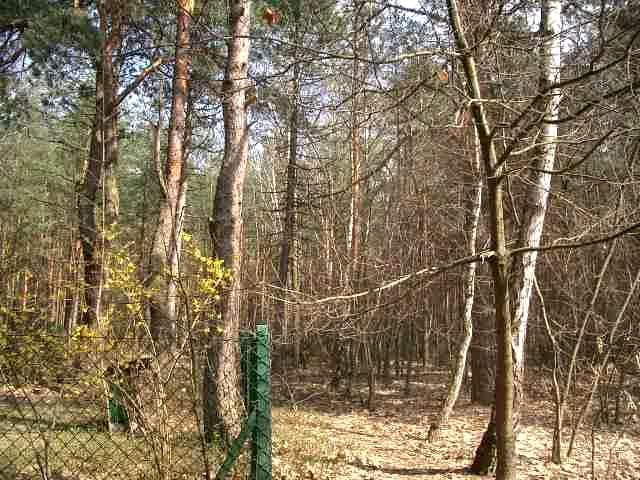 Działka leśna Warszawa