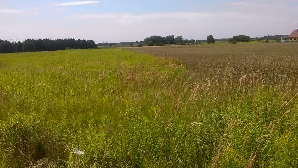 Działka budowlana Lutynia
