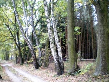 Działka leśna Piaseczno