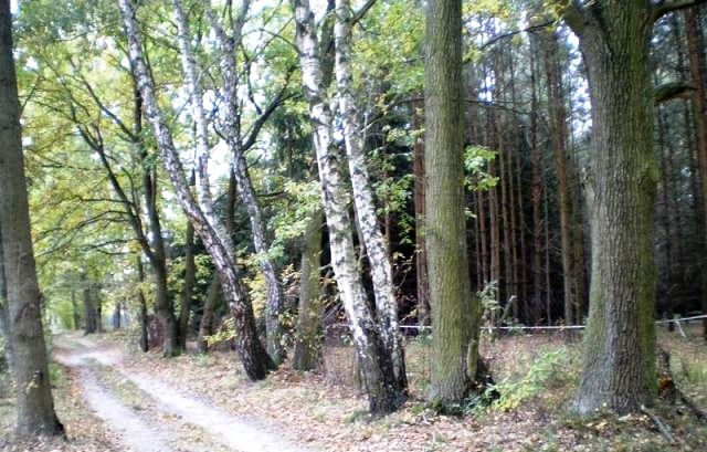 Działka leśna Piaseczno