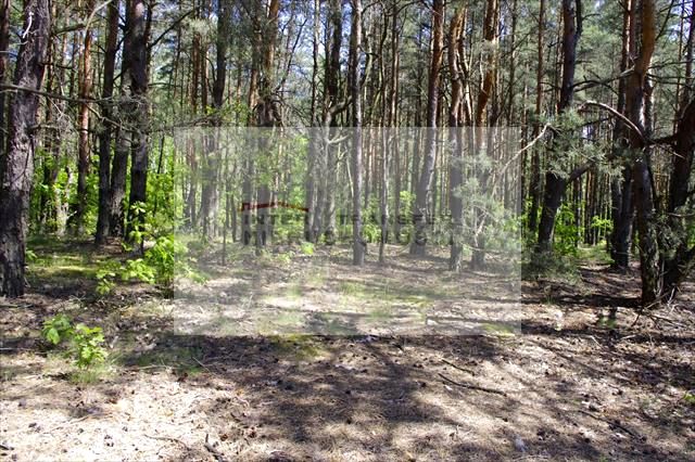 Działka leśna Warszawa