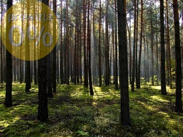 Działka leśna Żuromin