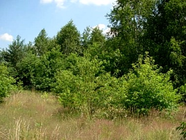 Działka budowlana Wiązowna