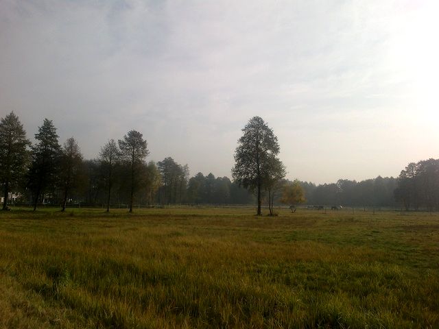 Działka siedliskowa Mariew