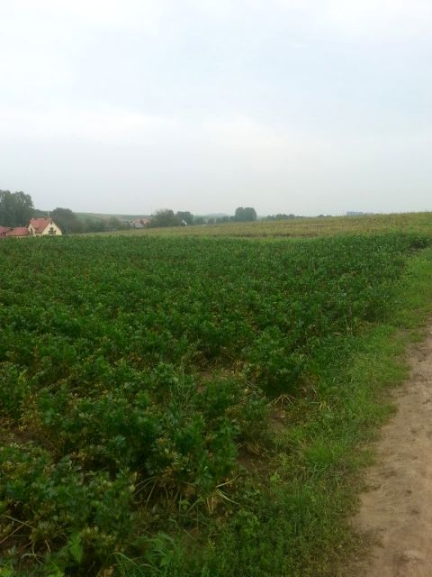 Działka rolna Kocmyrzów