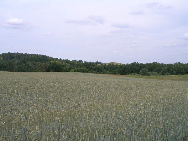 Działka rolna Marianowo