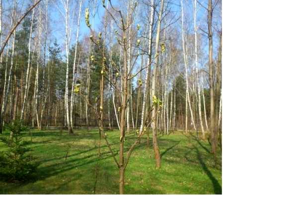 Działka leśna Warszawa