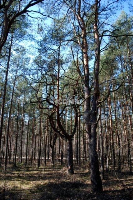 Działka budowlana Warszawa