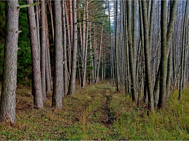 Działka leśna Brzozie