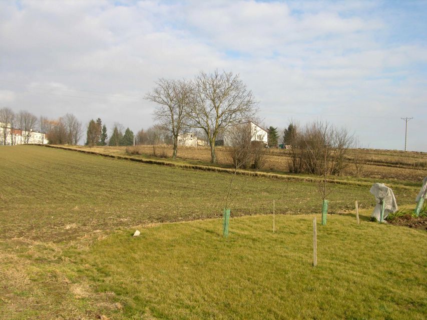 Działka inna Proszowice