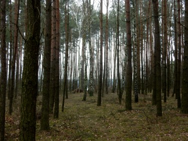 Działka leśna Józefina