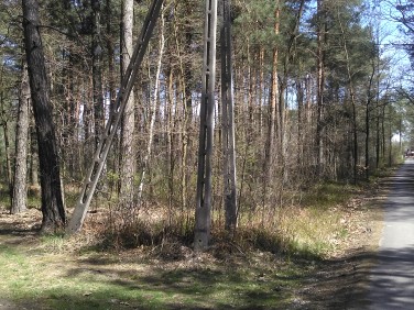Działka leśna Bartniki
