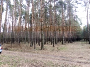 Działka leśna Zajączkowo