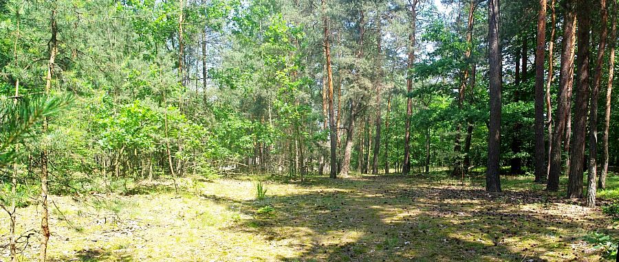 Działka leśna Głogów Małopolski