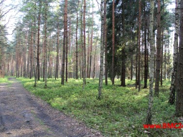 Działka leśna Mikołeska
