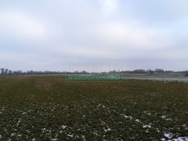 Działka Żaby