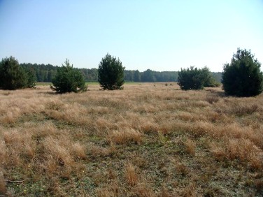 Działka rolna Pułtusk
