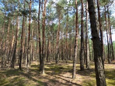 Działka leśna Wólka Łękawska