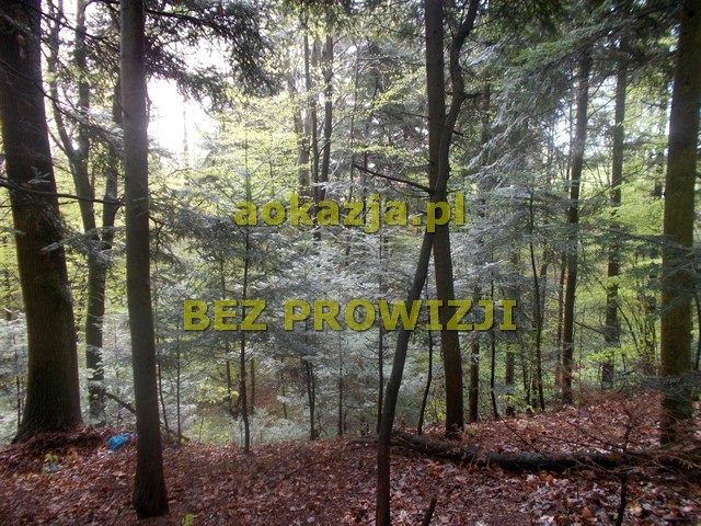 Działka leśna Grudna Górna