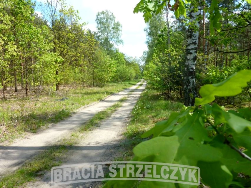 Działka leśna Długa Szlachecka