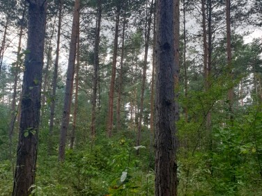 Działka leśna Kosorowice
