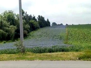 Działka budowlano-rolna Krasieniec Stary