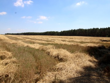Działka rolna Drzecin