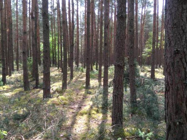 Działka leśna Toruń
