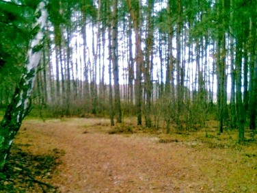 Działka leśna Nowy Tomyśl sprzedam