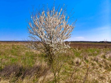 Działka budowlana sprzedam