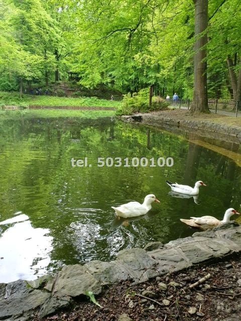 Mieszkanie Krynica-Zdrój sprzedaż