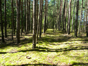 Działka leśna Świerczyny