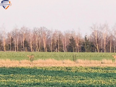 Działka Bogdaszowice