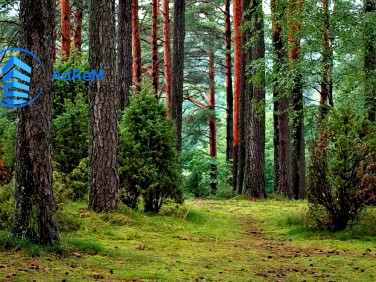 Działka leśna Wandalin